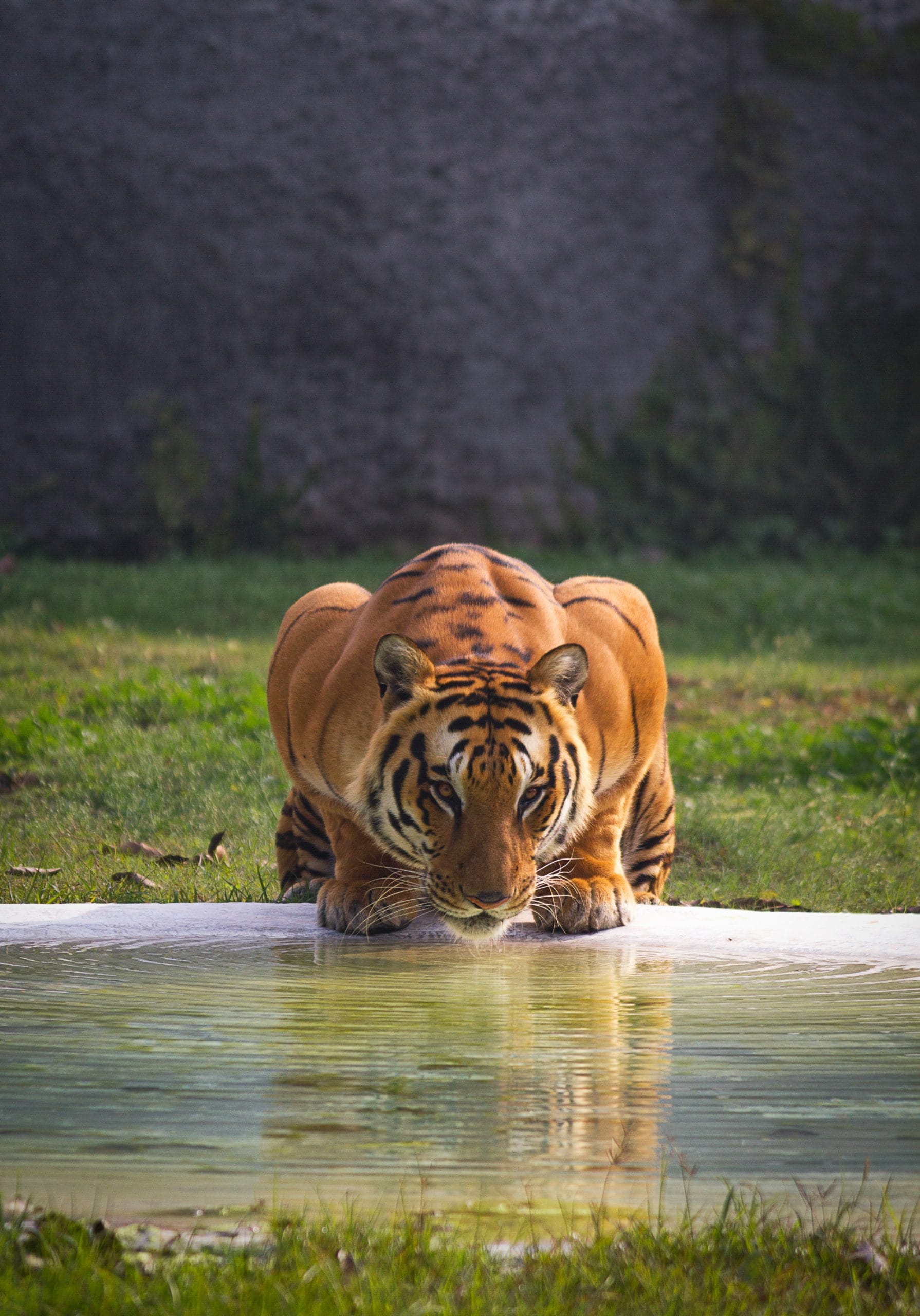 Resorts near Sariska Tiger Reserve