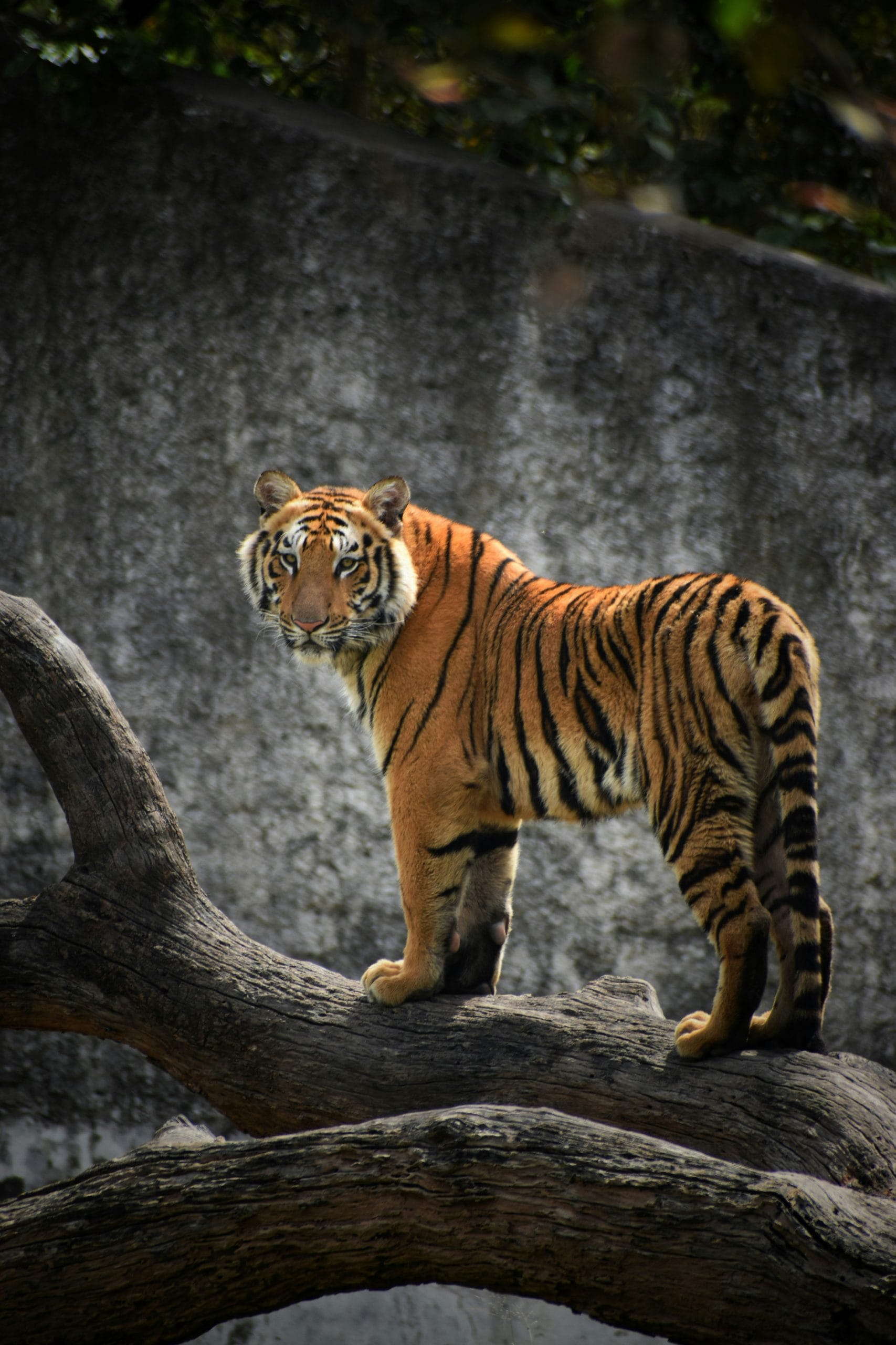 Tiger Safari at Sariska Tiger Reserve