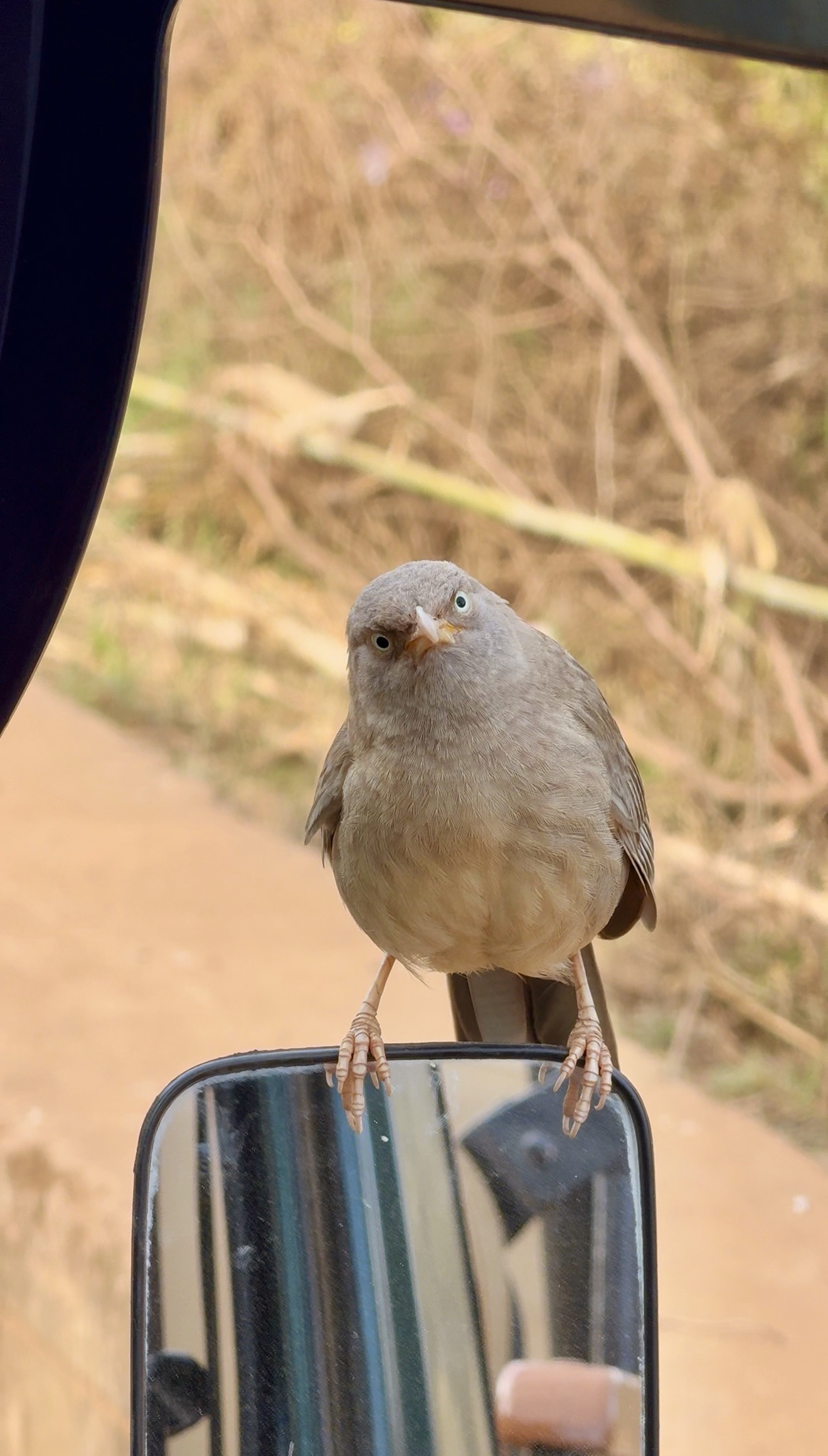 Wildlife of Sariska: A Journey Into Rajasthan’s Untamed Heart