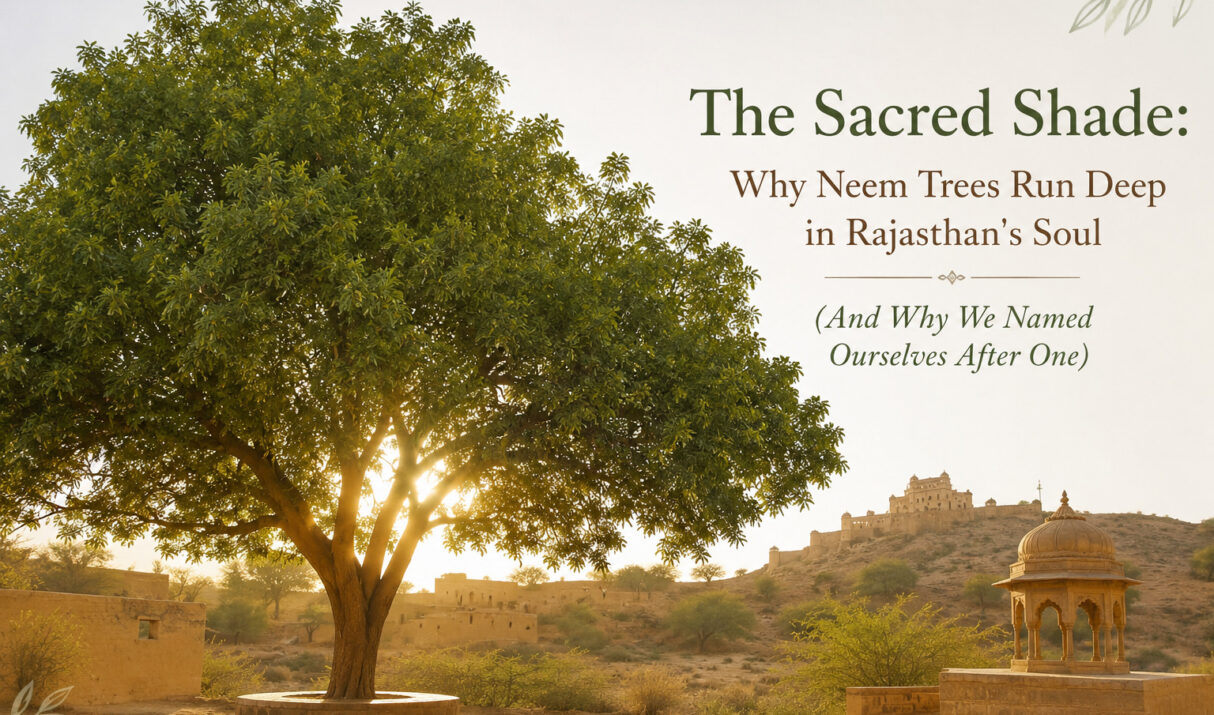 The Sacred Shade: Why Neem Trees Run Deep in Rajasthan’s Soul (And Why We Named Ourselves After One)