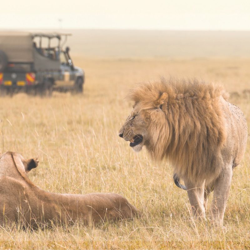 jeep safari in Sariska