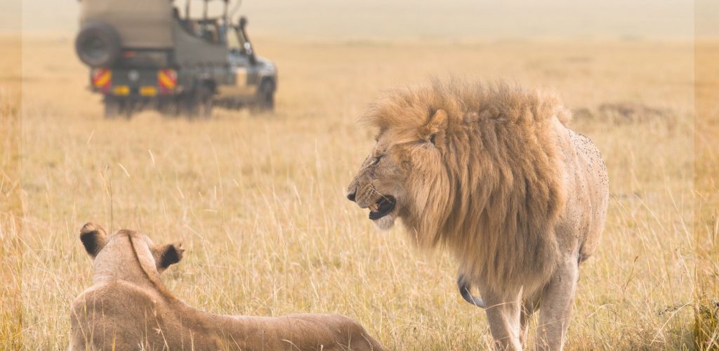 jeep safari in Sariska