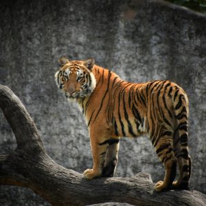 Tiger Safari at Sariska Tiger Reserve