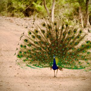 Jungle Resort in Sariska