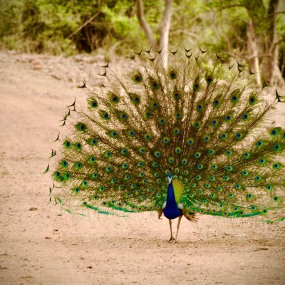 Jungle Resort in Sariska